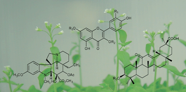 Graphical abstract: Functional genomics for plant natural product biosynthesis