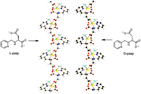 Graphical abstract: Infinite chiral single-helical structures formed by the self-assembly of Cu(ii)-N-(2-pyridylmethyl)-aspartate complexes