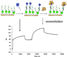 Graphical abstract: Analysis of heme-reconstitution of apoenzymes by means of surface plasmon resonance