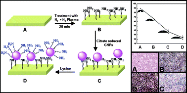 Graphical abstract: Composites of plasma treated poly(etherimide) films with gold nanoparticles and lysine through layer by layer assembly: a “friendly-rough” surface for cell adhesion and proliferation for tissue engineering applications