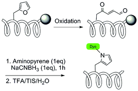 Graphical abstract: From DNA cross-linking to peptide labeling: on the versatility of the furan-oxidation–conjugation strategy