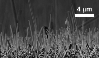 Graphical abstract: Thermally assisted photoreduction of vertical silver nanowires