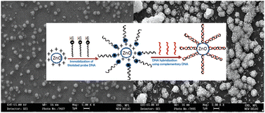 Graphical abstract: Sol–gel derived nano-structured zinc oxide film for sexually transmitted disease sensor