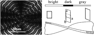 Graphical abstract: Banded spherulitic structures of poly(ethylene adipate), poly(butylene succinate) and in their blends