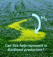 Graphical abstract: Selective hydrogenation of alternative oils: a useful tool for the production of biofuels