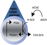 Graphical abstract: Application of a thiol-specific electrocatalytic electrode for real-time amperometric monitoring of enzymatic hydrolysis