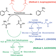 Graphical abstract: Rapid screening and scale-up of transaminase catalysed reactions