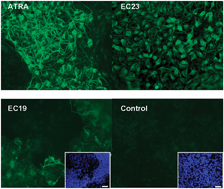 Graphical abstract: Proteomic profiling of the stem cellresponse to retinoic acid and synthetic retinoid analogues: identification of major retinoid-inducible proteins