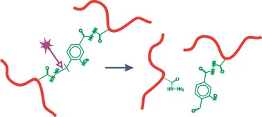 Graphical abstract: A photo-modulatable material for probing cellular responses to substrate rigidity