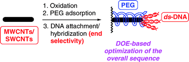 Graphical abstract: End-selective functionalization of carbon nanotubes. Use of DOE for the optimization of a DNA probe attachment and hybridization using an enzymatic amplifying system
