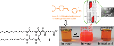 Graphical abstract: Molecular structural requirements, dye specificity, and application of anionic peptide amphiphiles that induce intense fluorescence in cationic dyes