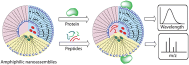 Graphical abstract: Amphiphilic nanoassemblies for the detection of peptides and proteins using fluorescence and mass spectrometry