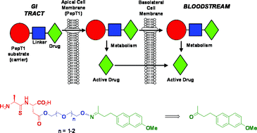 Graphical abstract: Targeting ketone drugs towards transport by the intestinal peptide transporter, PepT1