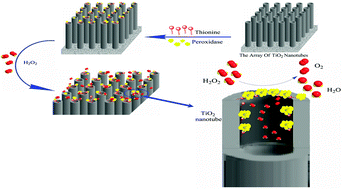 Graphical abstract: Carbon monoxide annealed TiO2nanotube array electrodes for efficient biosensor applications