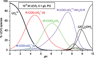 Graphical abstract: Complexation of uranium(vi) with peptidoglycan