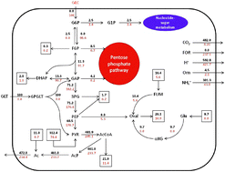 Graphical abstract: Genome-scale reconstruction of the metabolic network in Yersinia pestis, strain 91001