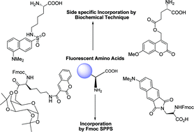 Graphical abstract: Fluorescent amino acids: advances in protein-extrinsic fluorophores