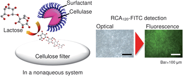 Graphical abstract: Surface modification of a solid-state cellulose matrix with lactose by a surfactant-enveloped enzyme in a nonaqueous medium