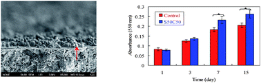 Graphical abstract: Novel fast-setting calcium silicate bone cements with high bioactivity and enhanced osteogenesis in vitro