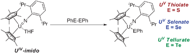 Graphical abstract: Selenate and tellurate complexes of pentavalent uranium