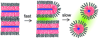 Graphical abstract: Time-resolved small-angle neutron scattering as a lamellar phase evolves into a microemulsion