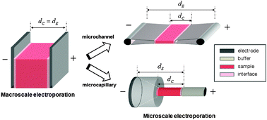 Graphical abstract: Microscale electroporation: challenges and perspectives for clinical applications