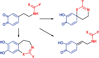 Graphical abstract: Dopamine quinone chemistry: a study of the influence of amide, amidine and guanidine substituents [-NH-CX-Y] on the mode of reaction