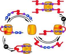 Graphical abstract: Redox-driven switching in pseudorotaxanes