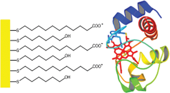 Graphical abstract: Reversible increase in the redox potential of cytochrome c in methanol