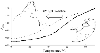 Graphical abstract: Reversible stability switching of a hairpin DNAvia a photo-responsive linker unit