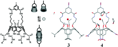 Graphical abstract: Tetra-urea calix[4]arenes 1,3-bridged at the narrow rim