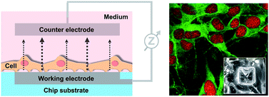 Graphical abstract: An impedimetric microelectrode-based array sensor for label-free detection of tau hyperphosphorylation in human cells