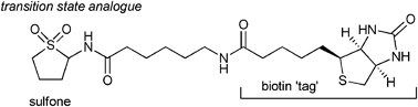 Graphical abstract: Towards quorum-quenching catalytic antibodies