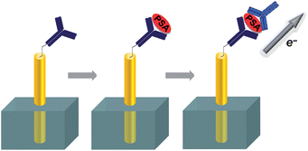 Graphical abstract: An electrochemical immunosensor based on antibody–nanowire conjugates