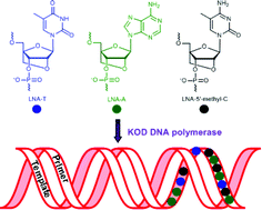Graphical abstract: Efficient enzymatic synthesis of LNA-modified DNA duplexes using KOD DNA polymerase
