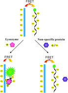 Graphical abstract: Fluorescence resonance energy transfer between an anionic conjugated polymer and a dye-labeled lysozymeaptamer for specific lysozyme detection