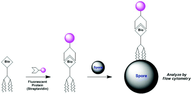 Graphical abstract: Refined multivalent display of bacterial spore-binding peptides