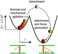 Graphical abstract: Active soft glassy rheology of adherent cells