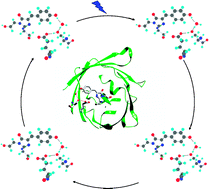 Graphical abstract: Photoreactions and dynamics of the green fluorescent protein