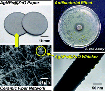 Graphical abstract: In situ synthesis of silver nanoparticles on zinc oxide whiskers incorporated in a paper matrix for antibacterial applications