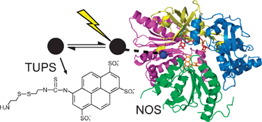 Graphical abstract: Internal electron transfer in multi-site redox enzymes is accessed by laser excitation of thiouredopyrene-3,6,8-trisulfonate (TUPS)