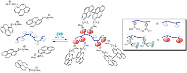 Graphical abstract: Glucose sensing via polyanion formation and induced pyrene excimer emission