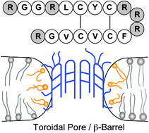 Graphical abstract: Structure and mechanism of β-hairpinantimicrobialpeptides in lipidbilayers from solid-state NMR spectroscopy