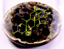 Graphical abstract: Meroterpenoids produced by fungi