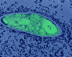 Graphical abstract: Bacteria encapsulation in a magnetic sol–gel matrix