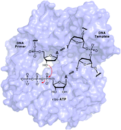 Graphical abstract: Transcription of an RNA aptamer by a DNA polymerase