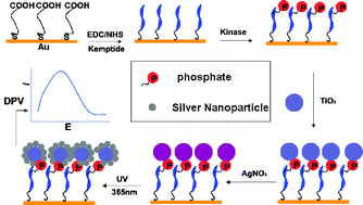 Graphical abstract: TiO2-assisted silver enhanced biosensor for kinase activity profiling