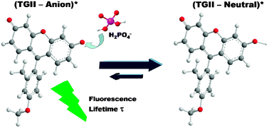 Graphical abstract: Tuned lifetime, at the ensemble and single molecule level, of a xanthenic fluorescent dye by means of a buffer-mediated excited-state proton exchange reaction