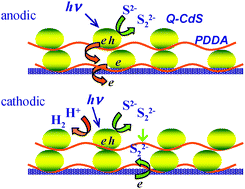 Graphical abstract: Charge separation and photocurrent polarity-switching at CdS quantum dots assembly in polyelectrolyte interfaced with hole scavengers