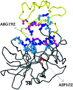 Graphical abstract: Insights into affinity and specificity in the complexes of α-lytic protease and its inhibitor proteins: binding free energy from molecular dynamics simulation